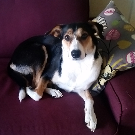 Angel the Border Collie bordercollienation