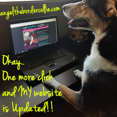 Angel the Border Collie bordercolliephotos