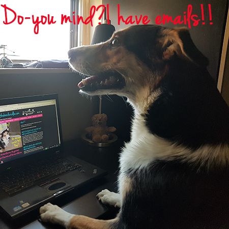 Angel the Border Collie bordercollieproblems