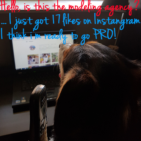 Angel the Border Collie bordercollierescue