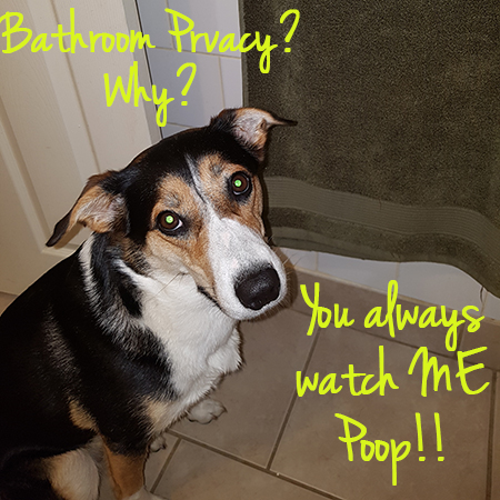 Angel the Border Collie bordercollieoftheday