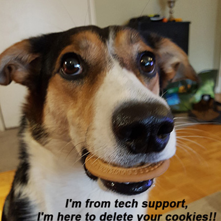 Angel the Border Collie