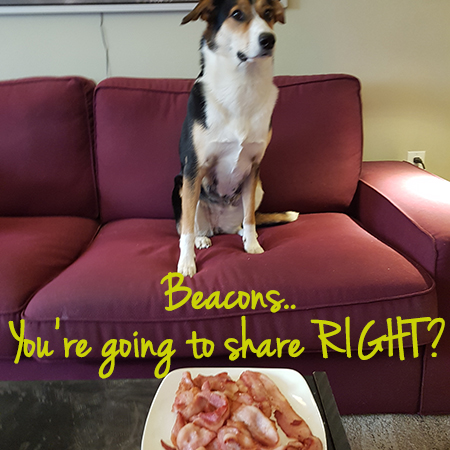 Angel the Border Collie