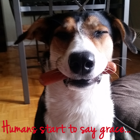Angel the Border Collie