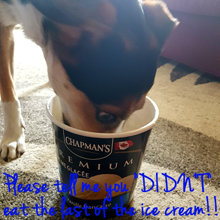 Angel the Border Collie