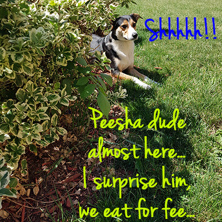 Angel the Border Collie