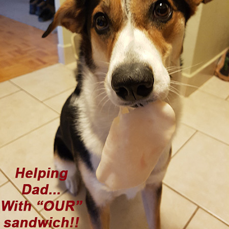 Angel the Border Collie