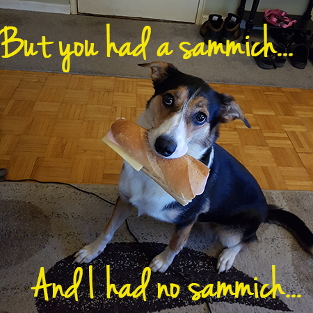 Angel the Border Collie