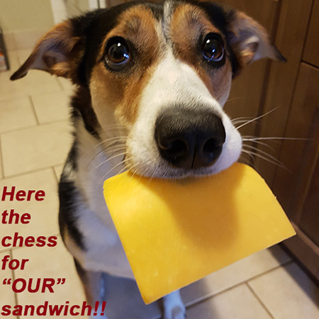 Angel the Border Collie