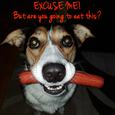 Angel the Border Collie