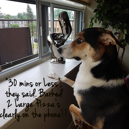 Angel the Border Collie