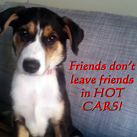 Angel the Border Collie