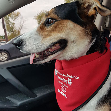 ‎sjatherapydog